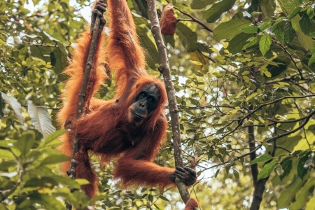 Zielona Indonezja:   BORNEO-BALI-LOMBOK