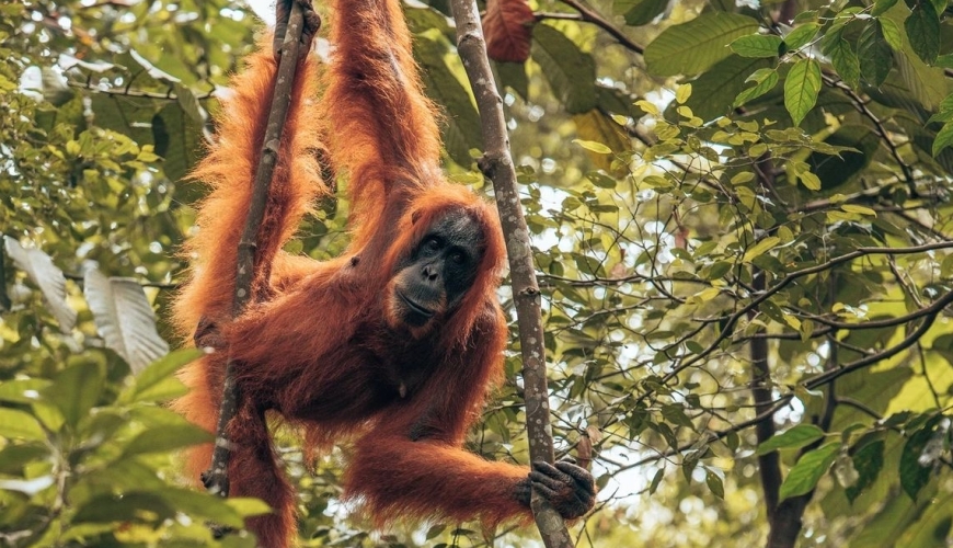 Zielona Indonezja:   BORNEO-BALI-LOMBOK