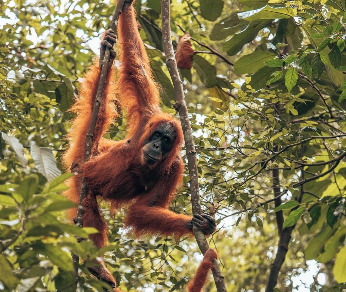 Zielona Indonezja:   BORNEO-BALI-LOMBOK